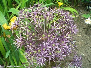 Ail décoratif en fleur