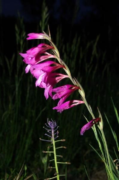 Gladiolus_italicus_Mill