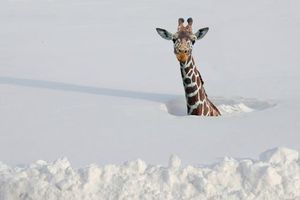 girafe neige