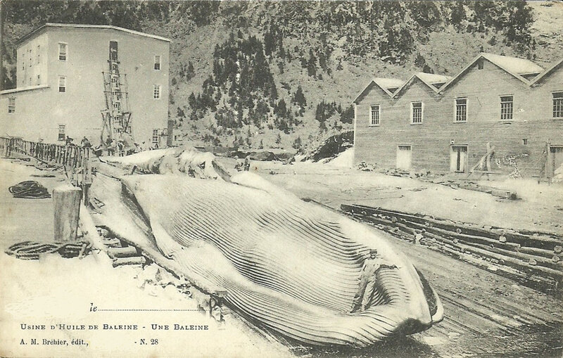 CPA baleine