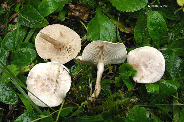 Clitocybe dealbata (AParis)jpg