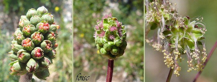 fleurs sans pétales calice à 4 sépales