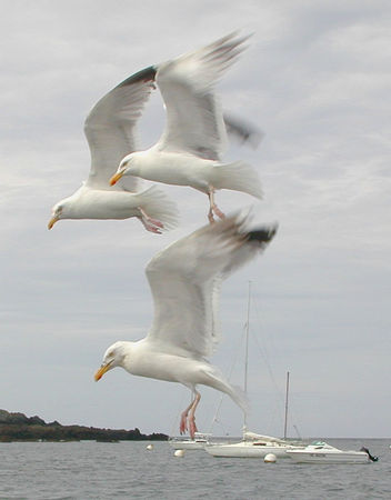 mouettes2