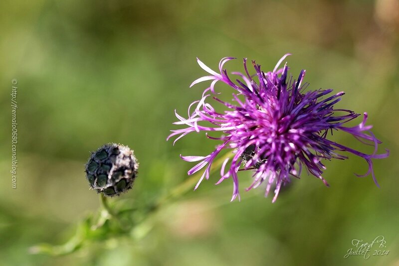 Centaurea scabiosa