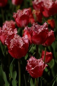 IMG_1977copie2