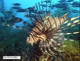 Lionfish