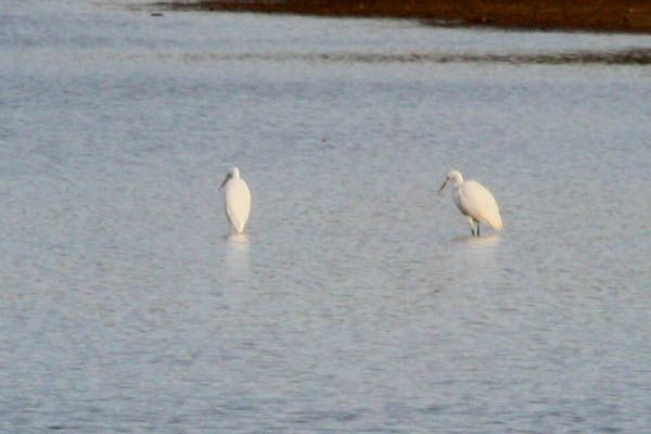 aigrette-af