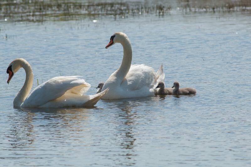 cygne tuberculé