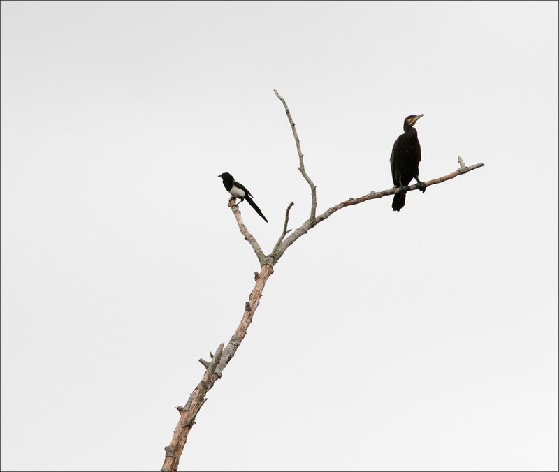 pie et cormoran dos à dos 011016 2