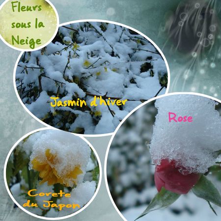 fleurs de jardin Hiver 2012