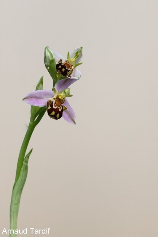 001076 Maison Mai 2020 - Ophrys Abeille - Pied 7