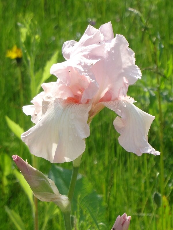 iris rose pale