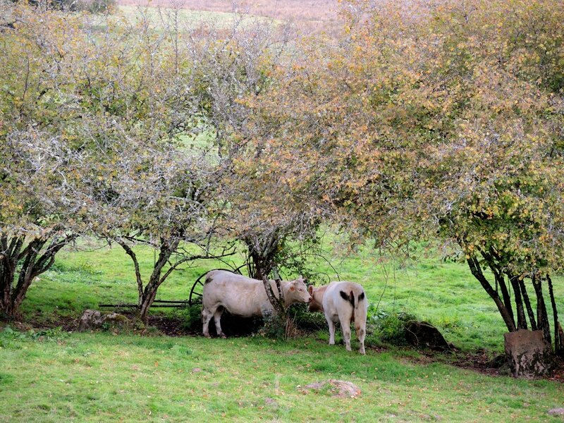 Morvan, vaches sous arbres (58)