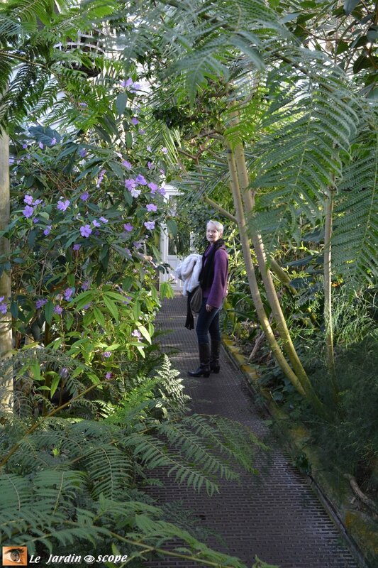 Brunfelsia pauciflora