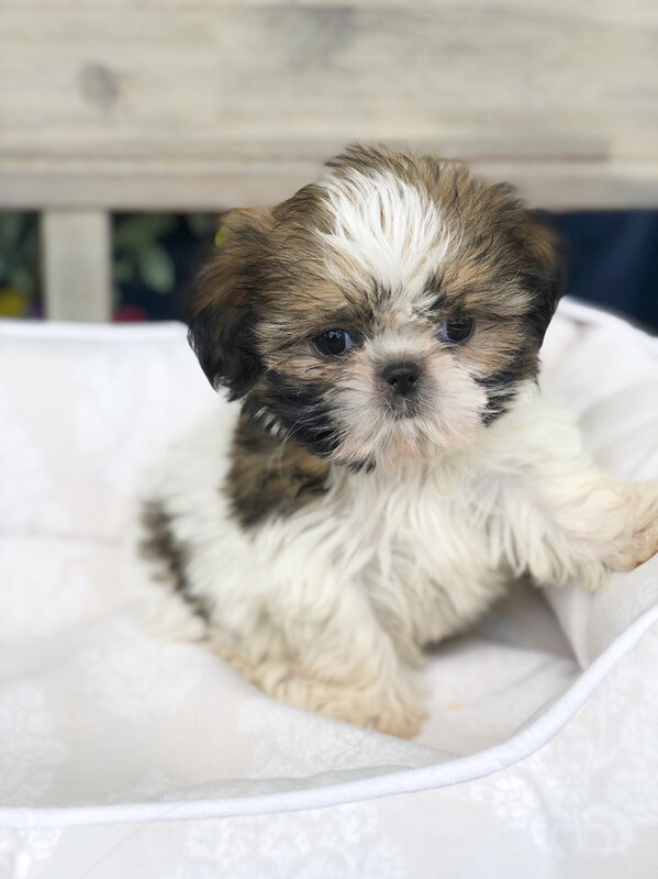 13_CHIOT_CHIEN, SHIH TZU_A_VENDRE_A_ADOPTER_PARTICULIER__ELEVAGE_ELEVEUR_11_34_30,aude_narbonne_ HERAULT_GARD_MONTPELLIER_ NIMES_LUNEL_NEWS_PRESS_CARD_2019_