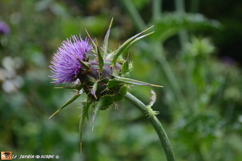 Chardon-de-Marie-Silybum-marianum