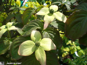 9382_Cornus_Kousa