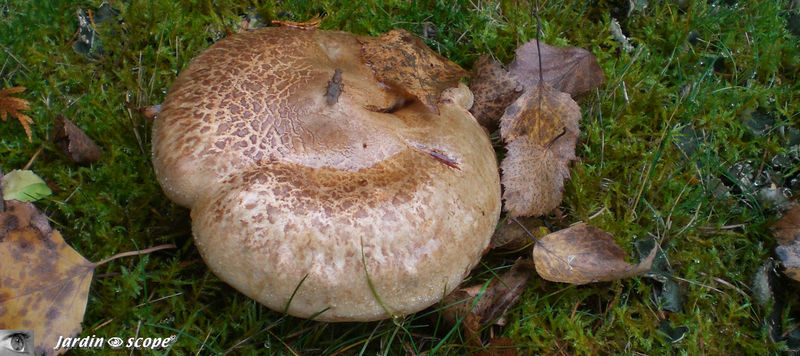 Paxille