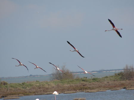 camargue_2010_045