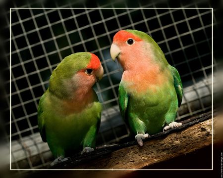 galerie_membre_oiseau_inseparable_photo_inseparables_01