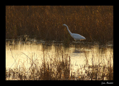 2008_09_Gde_Aigrette_04