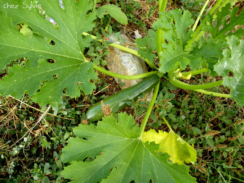 Etat au 19-08-10 1ere courgette