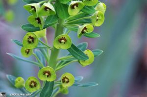 Euphorbia-characias-2