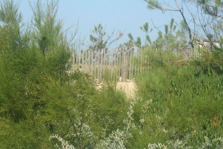 CAP FERRET (3)