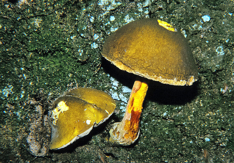 Tylopilus virens 2000 0929 02 (2)