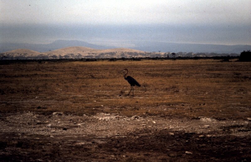 amboseli oiseaux k