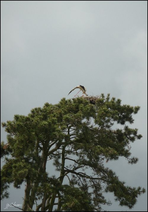 cigogne