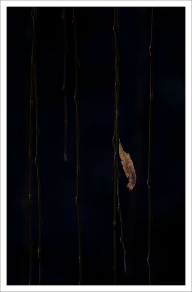 feuille saule 3 171212