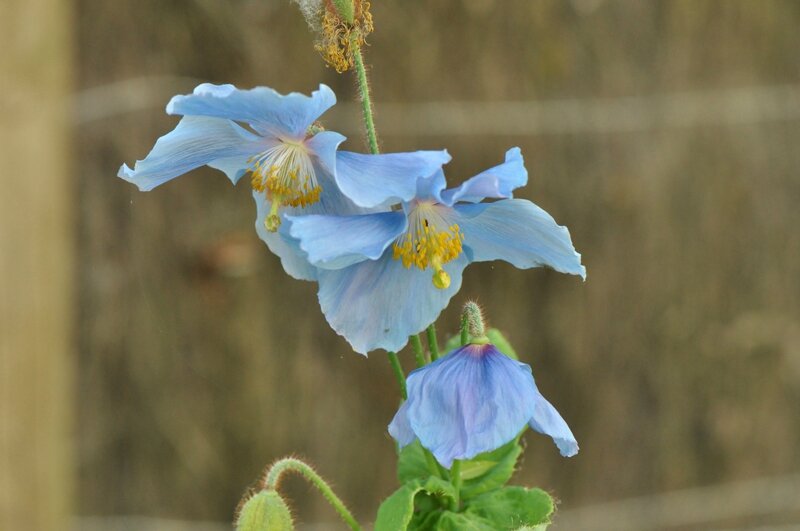 meconopsis betonicifolia (40)