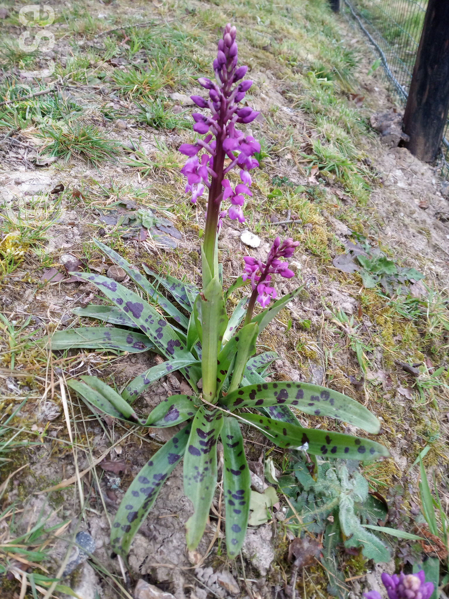205-18 avril 2020 orchidée