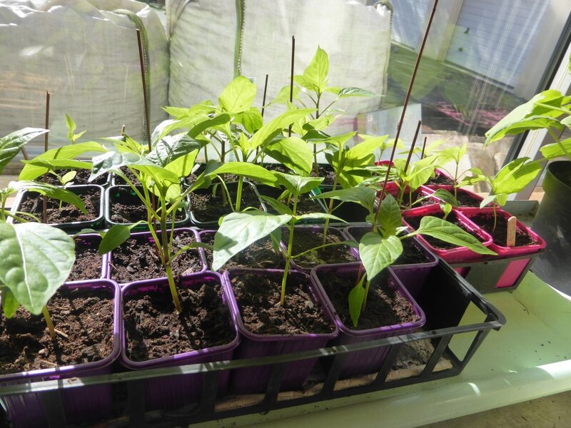 21-plants nursery (1)