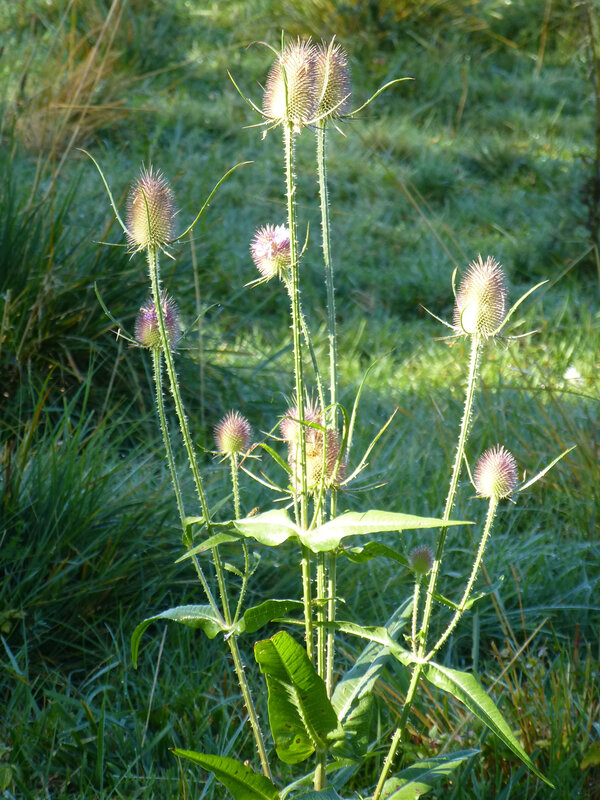 P1010415