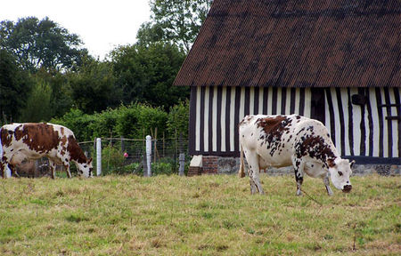 vaches_normandes