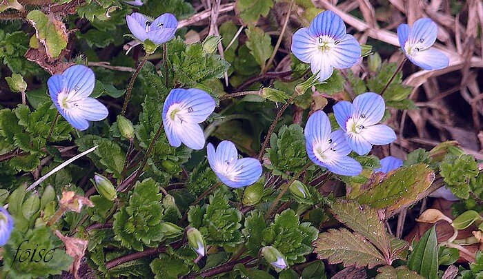 fleurs solitaires longuement pédonculées à l'aisselle des feuilles