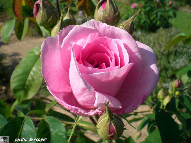 Au parc Floral de la Source à Orléans