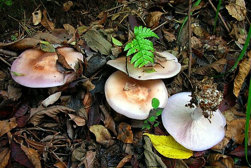 Lepista graveolens jp a2