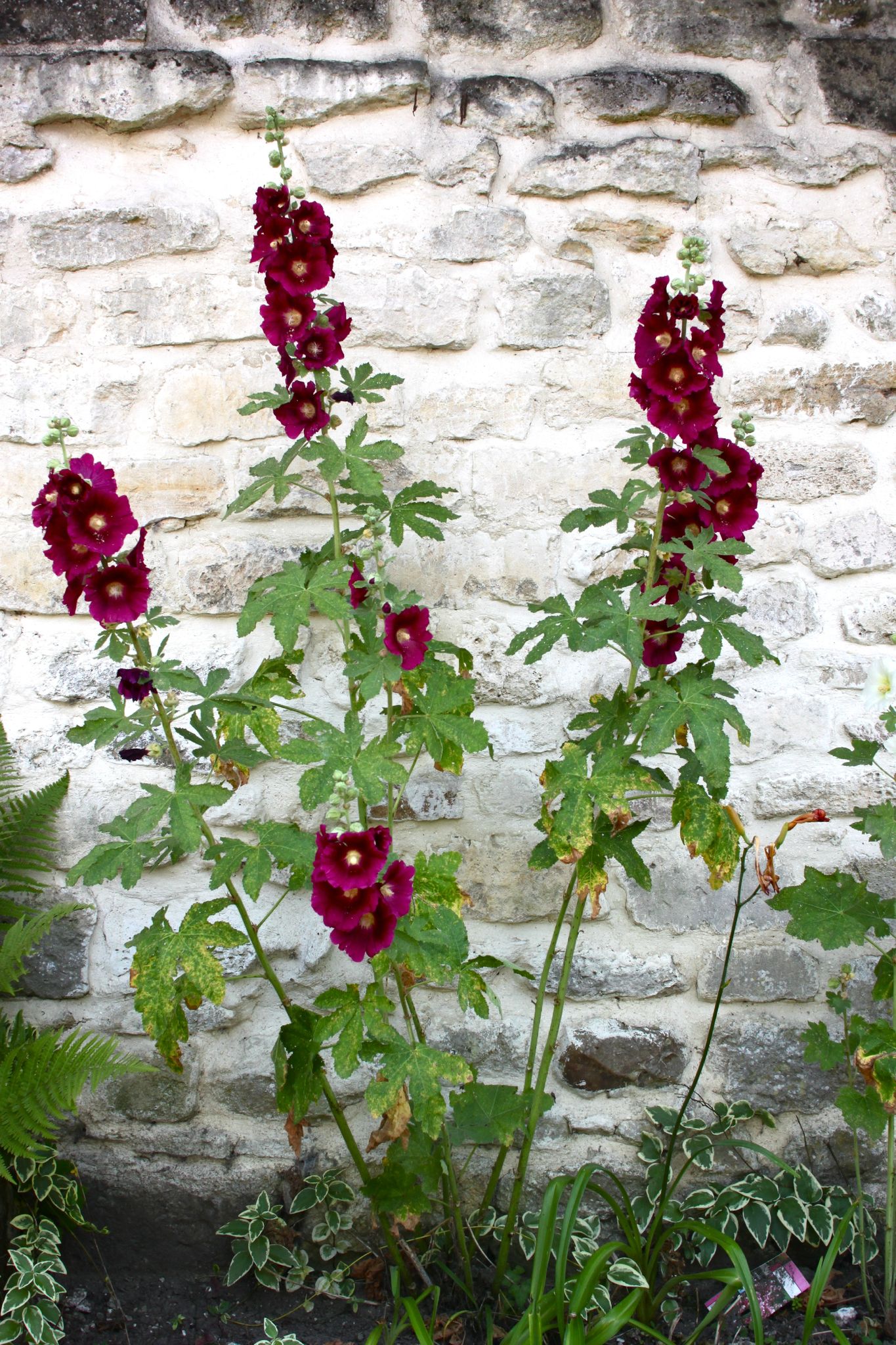 Roses trémières