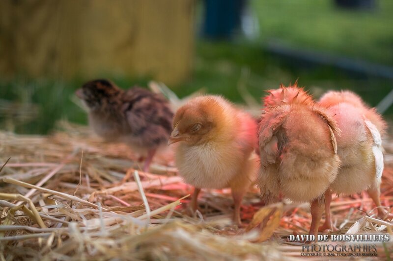 Poussins de Pâques
