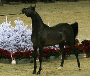 Championnat du monde du cheval arabe le 11 12 10 (44)