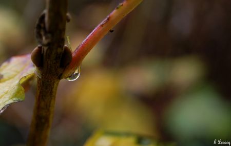 sortie_focus_pevele_couluers_automne_novembre_2010_177