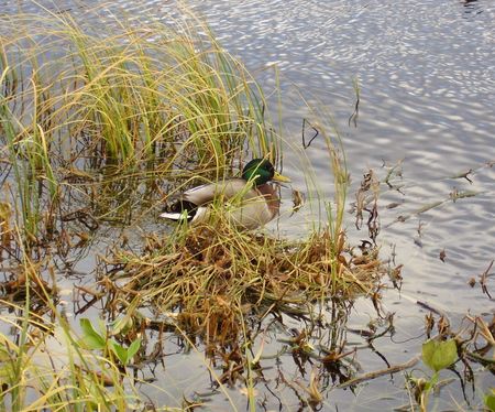 09_10_08_Prestvannet_gel___canards_et_chat___12_