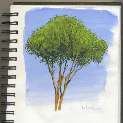 les provençales-3 (enfin prendre le temps de dessiner un arbre)
