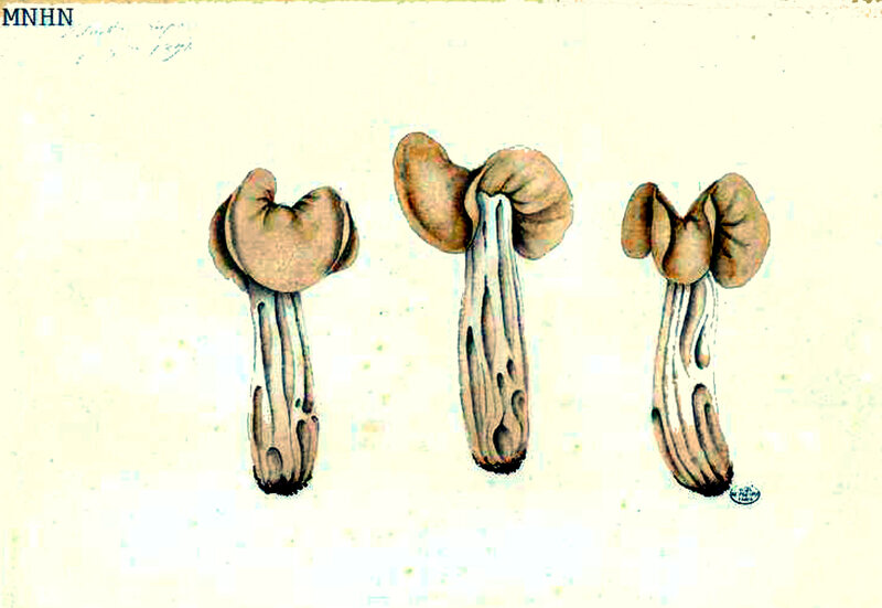 96 Helvella crispa_0001