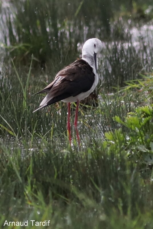 00605 Oléron Avril 2019 - Marais de Brouage - Côté Droit