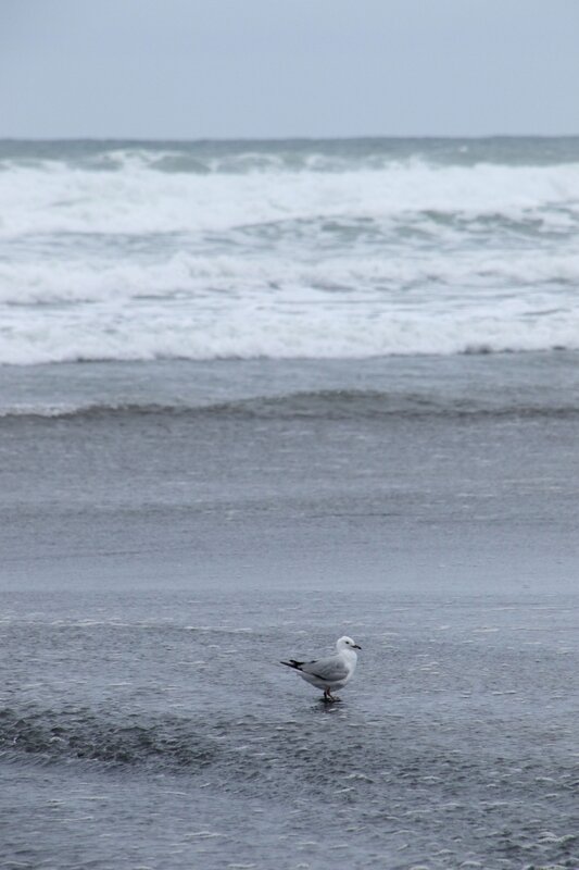 4W7A6797 Piha