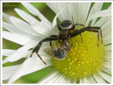 Synaema_globosum